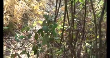 Bir grup insan dağlara ve ormanlara tırmanıyor.