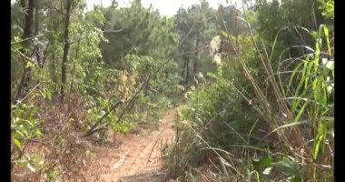 Bir grup insan dağlara ve ormanlara tırmanıyor.