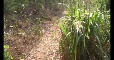 Bir grup insan dağlara ve ormanlara tırmanıyor.