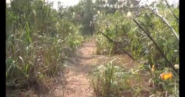 Bir grup insan dağlara ve ormanlara tırmanıyor.