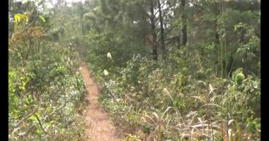 Bir grup insan dağlara ve ormanlara tırmanıyor.