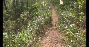 Bir grup insan dağlara ve ormanlara tırmanıyor.