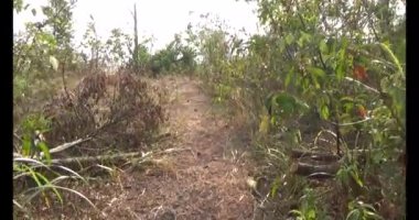 Bir grup insan dağlara ve ormanlara tırmanıyor.