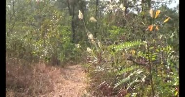 Bir grup insan dağlara ve ormanlara tırmanıyor.