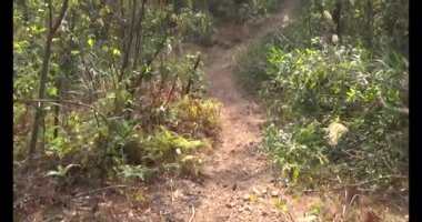 Bir grup insan dağlara ve ormanlara tırmanıyor.