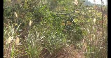 Bir grup insan dağlara ve ormanlara tırmanıyor.