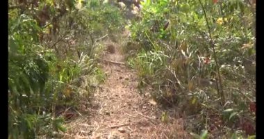 Bir grup insan dağlara ve ormanlara tırmanıyor.