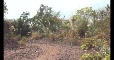 Bir grup insan dağlara ve ormanlara tırmanıyor.