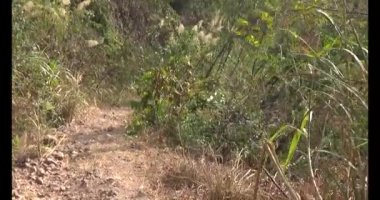 Bir grup insan dağlara ve ormanlara tırmanıyor.