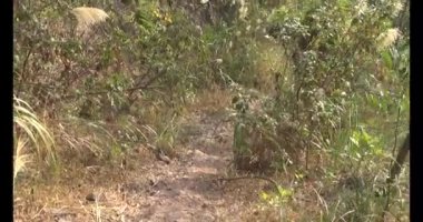 Bir grup insan dağlara ve ormanlara tırmanıyor.