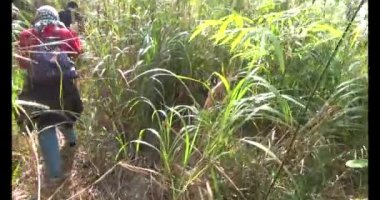 1 Ocak 2025, Hai Duong, Vietnam. Bir grup insan dağlara ve ormanlara tırmanıyor.