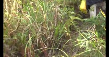 1 Ocak 2025, Hai Duong, Vietnam. Bir grup insan dağlara ve ormanlara tırmanıyor.