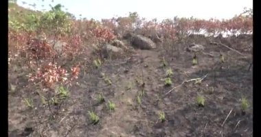 Dağda ölü ağaçlar