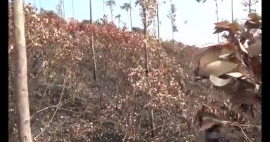 Dağda ölü ağaçlar