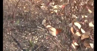 Dağda ölü ağaçlar