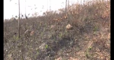 Dağda ölü ağaçlar