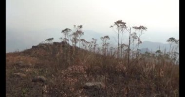 Dağda ölü ağaçlar