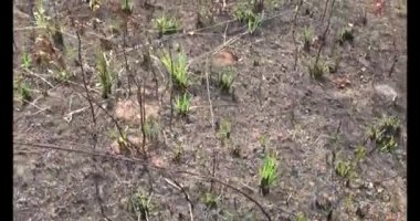 Dağda ölü ağaçlar