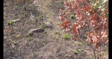 Dağda ölü ağaçlar