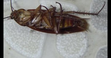 Yerde yatan hamamböceği