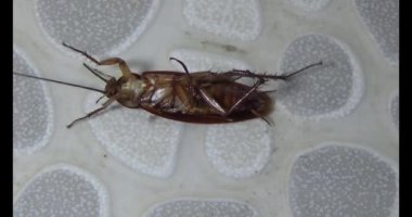 Yerde yatan hamamböceği