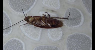 Yerde yatan hamamböceği