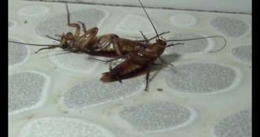 Yerde yatan hamamböceği