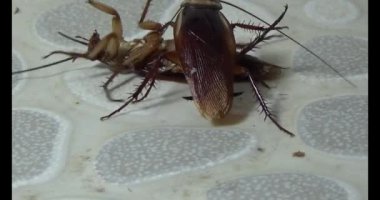 Yerde yatan hamamböceği