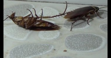 Yerde yatan hamamböceği