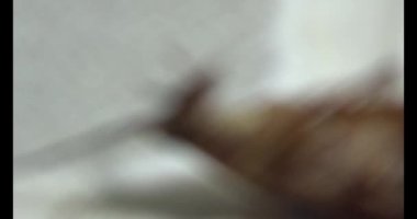 Yerde yatan hamamböceği