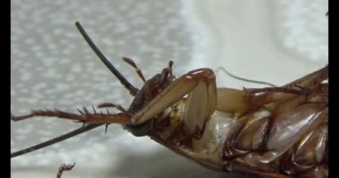 Yerde yatan hamamböceği