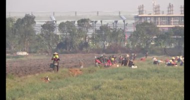 13 Ocak 2025, Hai Duong, Vietnam. Tarlada soğan hasatı.