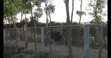 Kafeste devekuşu.