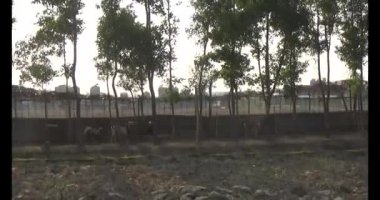 Ot yiyen keçi sürüsü