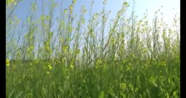 Güneşteki sarı kolza tohumu tarlaları