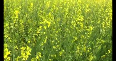 Güneşteki sarı kolza tohumu tarlaları