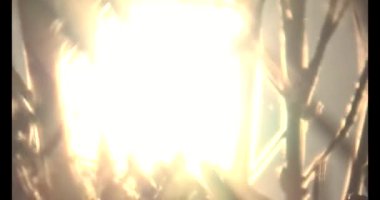 Güneşteki sarı kolza tohumu tarlaları