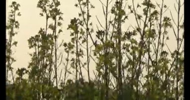 Güneşteki sarı kolza tohumu tarlaları