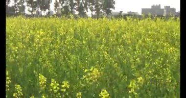 Güneşteki sarı kolza tohumu tarlaları