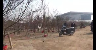 21 Ocak 2025, Hai Duong, Vietnam. Vietnam 'da Tet. Bayraklı sokaklar.