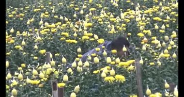 23 Ocak 2025, Hai Duong, Vietnam. Tarlada papatya topluyor, tarlada menekşe topluyor.