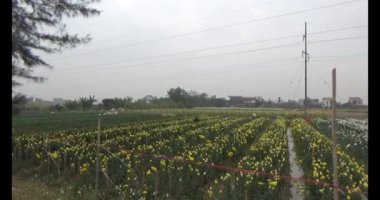 23 Ocak 2025, Hai Duong, Vietnam. Tarlada papatya topluyor, tarlada menekşe topluyor.