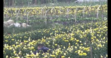 23 Ocak 2025, Hai Duong, Vietnam. Tarlada papatya topluyor, tarlada menekşe topluyor.