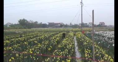 23 Ocak 2025, Hai Duong, Vietnam. Tarlada papatya topluyor, tarlada menekşe topluyor.