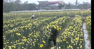 23 Ocak 2025, Hai Duong, Vietnam. Tarlada papatya topluyor, tarlada menekşe topluyor.