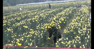 23 Ocak 2025, Hai Duong, Vietnam. Tarlada papatya topluyor, tarlada menekşe topluyor.