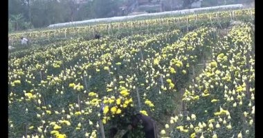 23 Ocak 2025, Hai Duong, Vietnam. Tarlada papatya topluyor, tarlada menekşe topluyor.