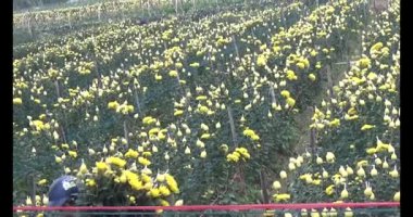 23 Ocak 2025, Hai Duong, Vietnam. Tarlada papatya topluyor, tarlada menekşe topluyor.