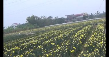 23 Ocak 2025, Hai Duong, Vietnam. Tarlada papatya topluyor, tarlada menekşe topluyor.