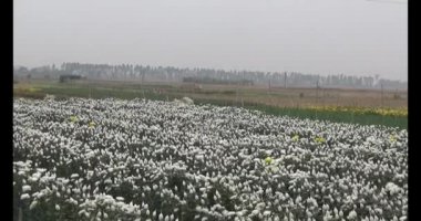 23 Ocak 2025, Hai Duong, Vietnam. Tarlada papatya topluyor, tarlada menekşe topluyor.